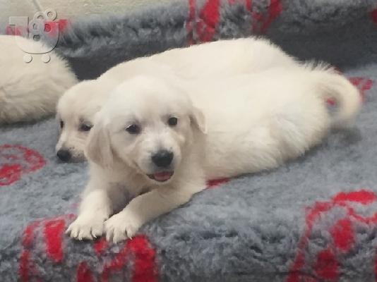 Όμορφα Golden Retriever κουτάβια